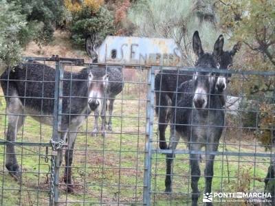 Senda Viriato; Sierra San Vicente; valle del jerte floracion batuecas la alpujarra granadina